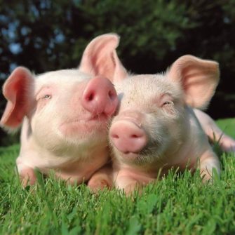 Ostaa sika säkissä